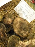 Inocybe adaequata image