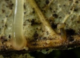 Roridomyces roridus image