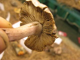 Inocybe adaequata image