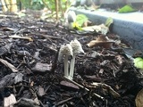 Coprinellus flocculosus image