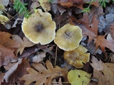 Tricholoma subsejunctum image