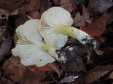 Tricholoma subsejunctum image