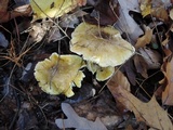 Tricholoma subsejunctum image
