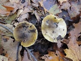 Tricholoma subsejunctum image