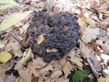 Grifola frondosa image