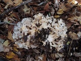 Grifola frondosa image