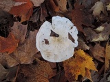 Tricholoma subresplendens image