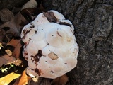 Abortiporus biennis image