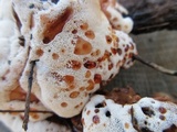 Abortiporus biennis image