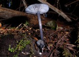 Entoloma serrulatum image