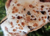 Abortiporus biennis image