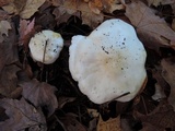 Tricholoma album image
