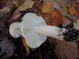 Tricholoma album image