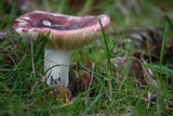 Russula xerampelina image