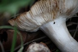 Russula xerampelina image