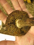 Inocybe adaequata image