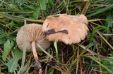 Marasmius oreades image