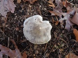Tricholoma saponaceum image