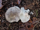 Tricholoma saponaceum image