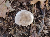 Tricholoma saponaceum image
