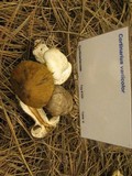 Cortinarius variicolor image