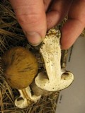 Cortinarius variicolor image