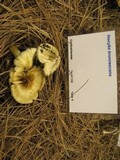 Inocybe brunnescens image