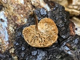 Lentinus tigrinus image