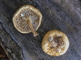 Lentinus tigrinus image