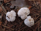 Tricholoma serratifolium image