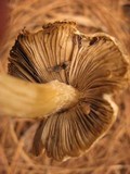 Inocybe brunnescens image