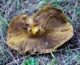 Flammula malicola image