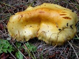 Flammula malicola image