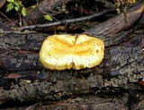 Flammula malicola image