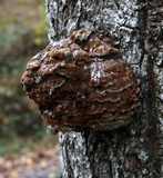 Globifomes graveolens image