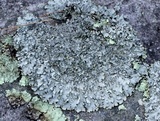 Punctelia graminicola image
