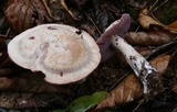Laccaria ochropurpurea image