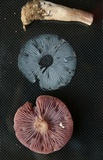 Laccaria ochropurpurea image