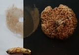 Suillus spraguei image