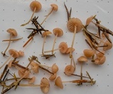 Mycena rosella image