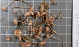 Mycena rosella image