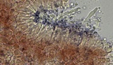 Mycena rosella image
