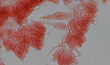 Mycena rosella image