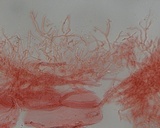 Mycena rosella image