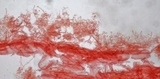 Mycena rosella image