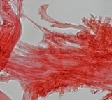 Mycena rosella image