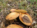Suillus brevipes image