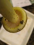 Hygrophorus chrysodon image