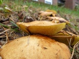 Suillus brevipes image