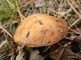 Suillus brevipes image
